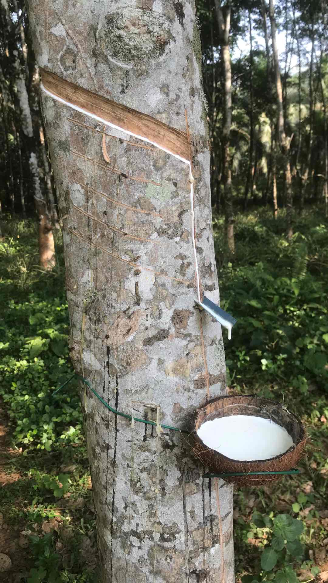 Rambut Terkena Getah Bisa Buat Rambut Menipis ? Ini Faktanya